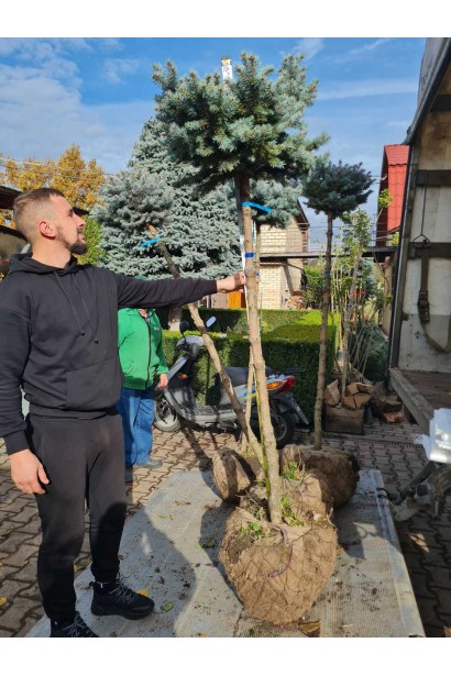 Ель Глаука Глобоза на штамбе ком в мешковине